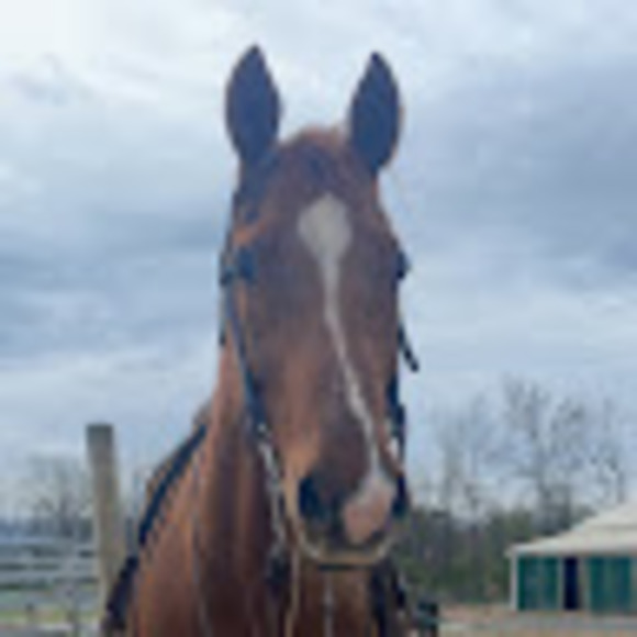 Meet your Posher, Peyton - Picture 1 of 1